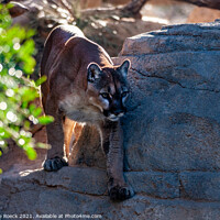 Buy canvas prints of Mountain Lion Hunting by Steve de Roeck
