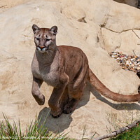 Buy canvas prints of Mountain Lion Leaping by Steve de Roeck