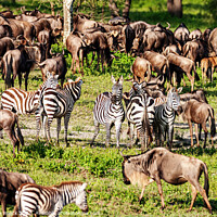 Buy canvas prints of Zebra and Wildebeest by Steve de Roeck