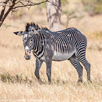 Buy canvas prints of Grevys zebra; Equus grevyi by Steve de Roeck