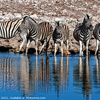 Buy canvas prints of Burchells zebra Equus quagga burchellii by Steve de Roeck
