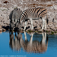 Buy canvas prints of A pair Of Zebra Take A Cool Refreshing Drink by Steve de Roeck