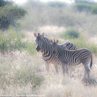 Buy canvas prints of Mother and Baby Plains Zebra by Steve de Roeck