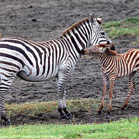 Buy canvas prints of Mother and Baby Zebra by Steve de Roeck