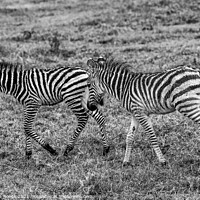 Buy canvas prints of Plains Zebras; equus quagga burchellii by Steve de Roeck