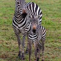Buy canvas prints of Mother and baby plains zebra by Steve de Roeck