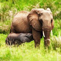 Buy canvas prints of Elephant Mother And Baby by Steve de Roeck