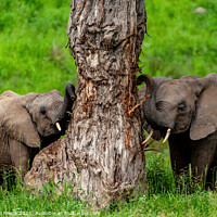 Buy canvas prints of Baby Elephants At Their Favourite Scratching Post by Steve de Roeck