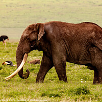 Buy canvas prints of Mega Tusks. by Steve de Roeck