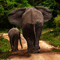Buy canvas prints of No More Pictures, Thank You; Mother And Baby Elephant Depart by Steve de Roeck