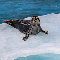 Buy canvas prints of Young Harbour Seal On The Ice by Steve de Roeck