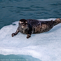 Buy canvas prints of Harbour Seal On The Ice by Steve de Roeck