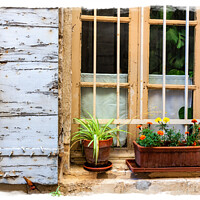 Buy canvas prints of New Plants And Old Paint by Steve de Roeck