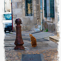 Buy canvas prints of Cat In A Back Alley, Arles by Steve de Roeck