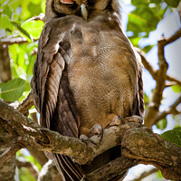 Buy canvas prints of An eagle owl asleep on a tree branch by Steve de Roeck
