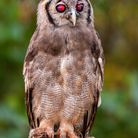 Buy canvas prints of Verreauxs eagle owl by Steve de Roeck