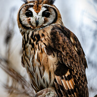 Buy canvas prints of Striped Owl; Asio clamator by Steve de Roeck