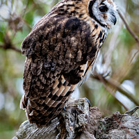 Buy canvas prints of Striped Owl; Asio clamator by Steve de Roeck