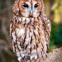 Buy canvas prints of Tawny Owl; Strix aluco by Steve de Roeck