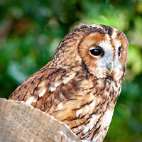 Buy canvas prints of Tawny Owl; Strix aluco by Steve de Roeck