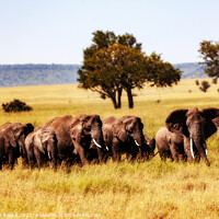 Buy canvas prints of Elephant Family In The Long Grass by Steve de Roeck
