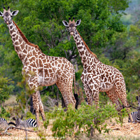 Buy canvas prints of Giraffe & Zebra  by Steve de Roeck