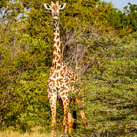 Buy canvas prints of Masai Giraffe by Steve de Roeck
