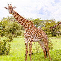 Buy canvas prints of Masai Giraffe. by Steve de Roeck