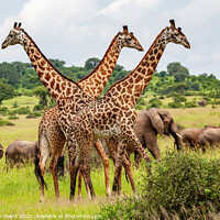 Buy canvas prints of Masai giraffe with elephants by Steve de Roeck