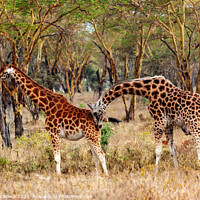 Buy canvas prints of Giraffe Pair In Accacia Woodland by Steve de Roeck