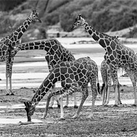 Buy canvas prints of Reticulated Giraffe Black & White by Steve de Roeck