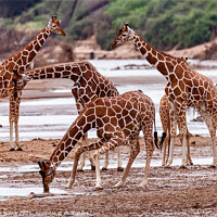 Buy canvas prints of Reticulated giraffe at waterhole by Steve de Roeck