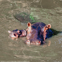 Buy canvas prints of Hippopotamus Mother And Baby by Steve de Roeck