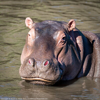 Buy canvas prints of Happy Hippo by Steve de Roeck
