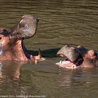 Buy canvas prints of Hippos Sharing A Joke by Steve de Roeck