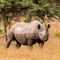 Buy canvas prints of black rhinoceros or hook-lipped rhinoceros (Dicero by Steve de Roeck