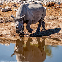 Buy canvas prints of Black rhinoceros or hook-lipped rhinoceros by Steve de Roeck