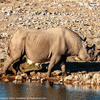 Buy canvas prints of Black Rhinoceros by Steve de Roeck