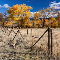 Buy canvas prints of Yellow Trees and Montana Fences by Steve de Roeck