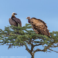 Buy canvas prints of White-Headed Vulture; Trigonoceps occipitalis by Steve de Roeck