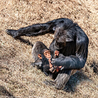Buy canvas prints of Mother and Baby, Chimpanze by Steve de Roeck