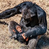 Buy canvas prints of Baby chimp with mother by Steve de Roeck