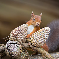 Buy canvas prints of Red Squirel pose by Ray Taylor