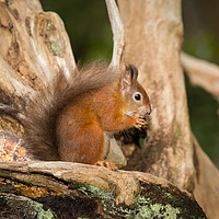 Buy canvas prints of Red Squirell in his Tree House by Ray Taylor