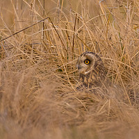 Buy canvas prints of Hiding in the long grass by Ray Taylor