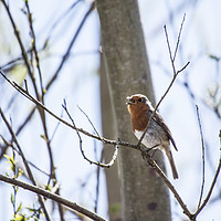 Buy canvas prints of Robin in Song by Mal Durbin