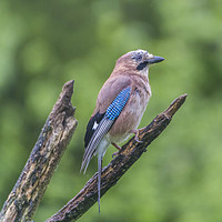 Buy canvas prints of Jay Standing on a perch by Mal Durbin
