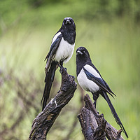 Buy canvas prints of A Pair of Magpies  by Mal Durbin