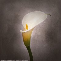 Buy canvas prints of Graceful flower - Calla No. 4 | vintage style by Melanie Viola