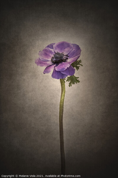 Graceful flower - Anemone coronaria | vintage style  Picture Board by Melanie Viola